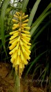 Trytoma groniasta ‘Sunindale Gold’ (Kniphofia hybrida)