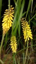 Trytoma groniasta ‘Sunindale Gold’ (Kniphofia hybrida)