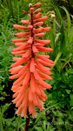 Trytoma groniasta ‘Timothy’ (Kniphofia hybrida)