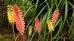 Trytoma groniasta ‘Timothy’ (Kniphofia hybrida)
