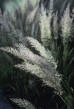 Trzcinnik krótkowłosy - Calamagrostis brachytricha
