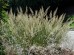 Trzcinnik krótkowłosy - Calamagrostis brachytricha