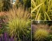 Trzcinnik ostrokwiatowy 'England' (Calamagrostis x acutiflora) 