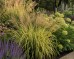Trzcinnik ostrokwiatowy 'England' (Calamagrostis x acutiflora) 