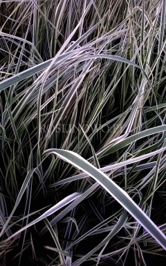 Trzcinnik ostrokwiatowy 'Overdam' (Calamagrostis x acutiflora) 