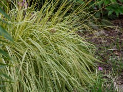 Trzęślica modra 'Variegata' - Molinia caerulea 