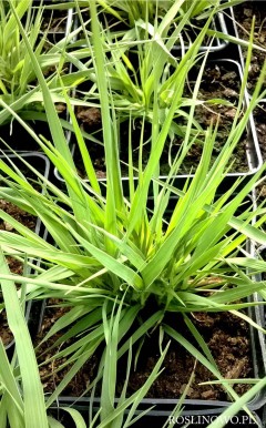 Trzęślica trzcinowata 'Moorhexe' (Molinia arundinacea)