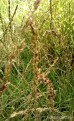 Trzęślica trzcinowata 'Moorhexe' (Molinia arundinacea)