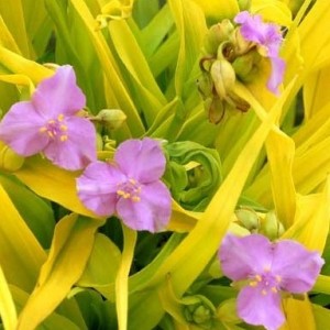 Trzykrotka ogrodowa 'Sunshine Charm' (Tradescantia x hybrida) 