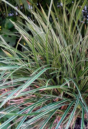 Turzyca Morrowa 'Ice Dance' (Carex morrowii) 