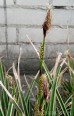 Turzyca Morrowa 'Ice Dance' (Carex morrowii) - Zestaw 10 sztuk