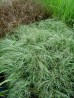 Turzyca włosista 'Amazon Mist' (Carex comans)