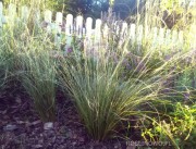 Turzyca włosista 'Amazon Mist' (Carex comans)