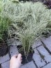 Turzyca włosista 'Amazon Mist' (Carex comans)