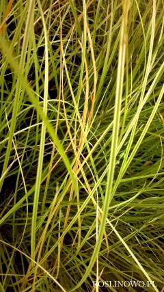 Turzyca sztywna 'Aurea' (Carex elata)