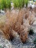 Turzyca włosista 'Bronze' (Carex comans)