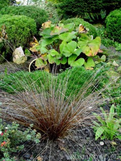 Turzyca włosista 'Bronze' (Carex comans)