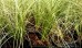 Turzyca włosista 'Frosted Curls' (Carex comans)