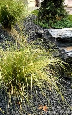 Turzyca włosista 'Frosted Curls' (Carex comans)