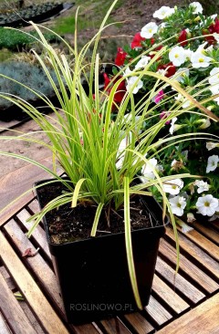 Turzyca 'Gold Fountain' (Carex dolichostachya)