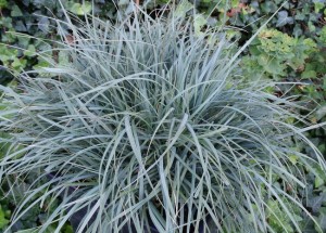 Turzyca prosowata 'Pamira' (Carex panicea) 