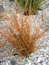Turzyca ceglasta 'Prairie Fire' (Carex testacea)