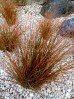 Turzyca ceglasta 'Prairie Fire' (Carex testacea)