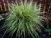 Turzyca oszimska 'Evergold' (Carex oshimensis) - zestaw 10 sztuk