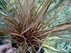 Turzyca petriego 'Milk Chocolate' (Carex petrieri)