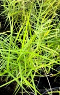 Turzyca palmowa 'Little Midge' (Carex muskingumensis)
