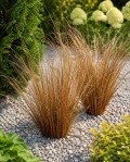 Turzyca Buchanana ‘Red Rooster’ (Carex buchananii) - zestaw 10 sztuk