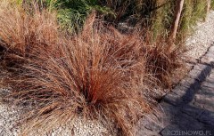 Turzyca Buchanana ‘Red Rooster’ (Carex buchananii) - zestaw 10 sztuk