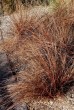 Turzyca Buchanana ‘Red Rooster’ (Carex buchananii) - zestaw 10 sztuk