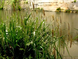 Turzyca zwisła (Carex pendula)