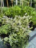 Tymianek cytrynowy (Thymus x citrodorus) Variegata
