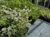 Tymianek cytrynowy (Thymus x citrodorus) Variegata