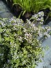 Tymianek cytrynowy (Thymus x citrodorus) Variegata