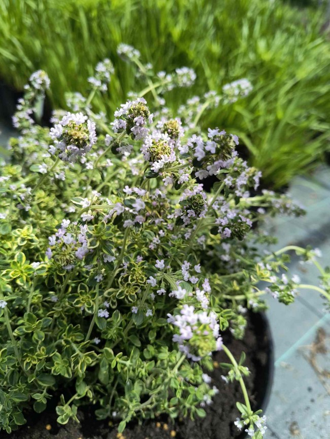 Tymianek cytrynowy (Thymus x citrodorus) Variegata