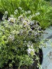 Tymianek cytrynowy (Thymus x citrodorus) Variegata