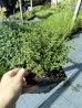 Tymianek cytrynowy (Thymus x citrodorus) Variegata