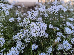 Ubiorek wieczniezielony 'Masterpiece' (Iberis sempervirens)