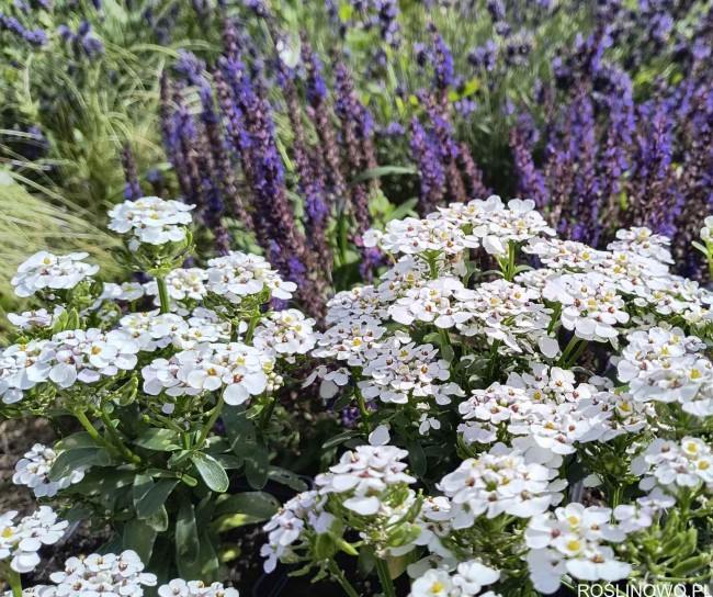 Ubiorek wieczniezielony 'Masterpiece' (Iberis sempervirens)