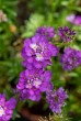 Ubiorek wieczniezielony 'Absolutely Amethyst' (Iberis sempervirens)