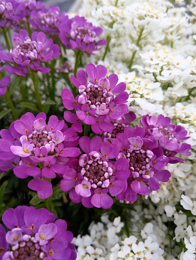 Ubiorek wieczniezielony 'Absolutely Amethyst' (Iberis sempervirens)