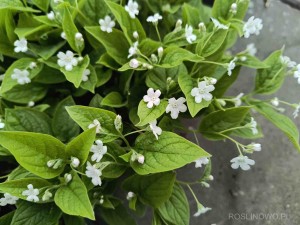 Ułudka wiosenna ‘Alba’ (Omphalodes verna)