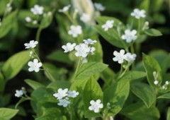 Ułudka wiosenna ‘Alba’ (Omphalodes verna)