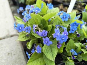 Ułudka wiosenna (Omphalodes verna)