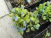 Ułudka wiosenna (Omphalodes verna)