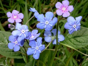 Ułudka wiosenna (Omphalodes verna)