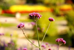 Werbena patagońska 'Little One' (Verbena bonariensis)